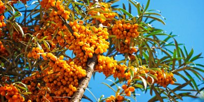 Keř obsypaný plody rakytníku