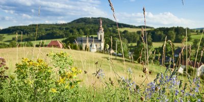 Krásné farní louky ve Volfarticích u České Lípy přímo vybízejí ke sběru bylin