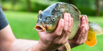 Muž drží živého kapra 