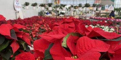 Vánoční hvězdy, které čekají na přepravu