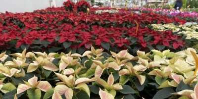 Vánoční hvězdy různých barev