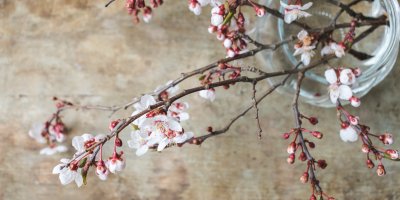 Rozkvetlá třešňová větvička ve váze