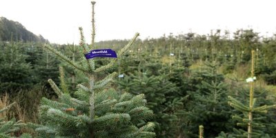 Kavkazské jedle na plantáži v Dánsku označené štítkem Mountfield