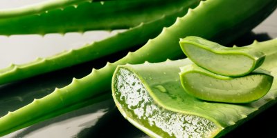 Listy aloe vera vcelku a rozříznuté