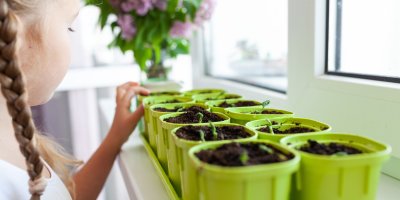 Dívka si prohlíží květináče s rašícími bylinkami na okně