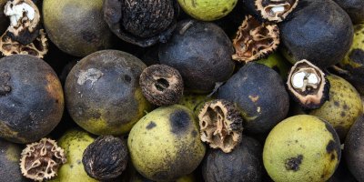 Detail na mnoho ořechů černých