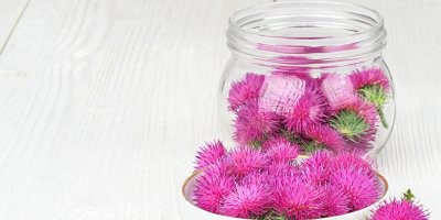 Ostropestřec ve sklenici a na talíři