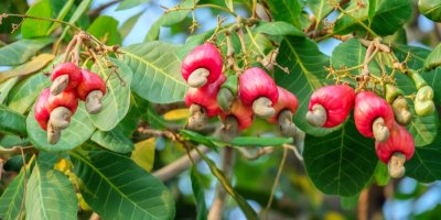 Strom ledvinovník západní s kešu jablkem