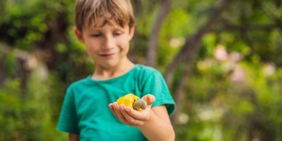 Kluk drží květ kešu ořechu
