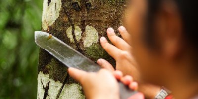 Strom Croton lechleri