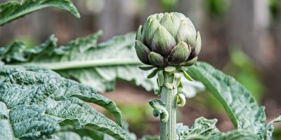 Jeden volně rostoucí artyčok