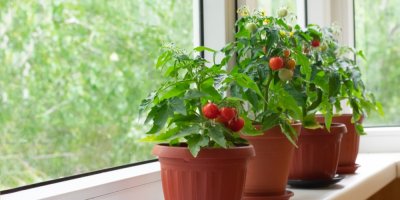 Rostoucí plody rajčat