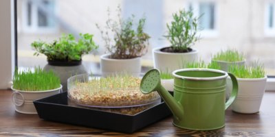 Klíčící rostliny