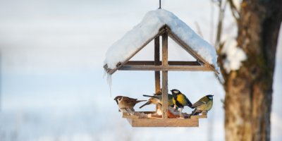Visící ptačí budka s ptáčky v zimě