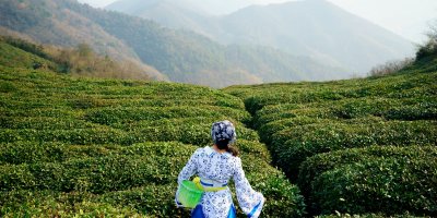 Žena drží košík a stojí čelem k čajové plantáži a horám