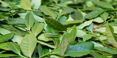 Popadané čajové lístky