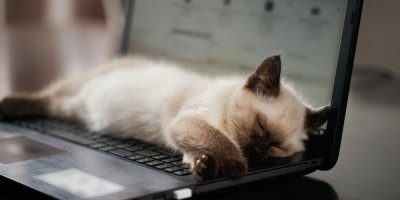 Kotě ležící na klávesnici