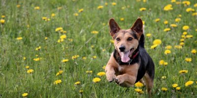 Pes běžící po louce