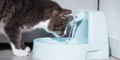 Kočka pije z fontány