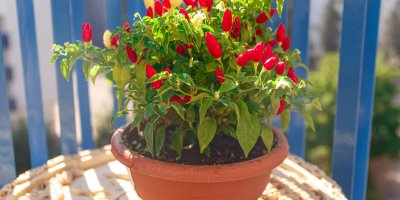 Chilli papričky v květináči na balkóně
