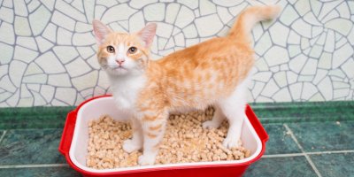 Kočka stojící na kočičí toaletě