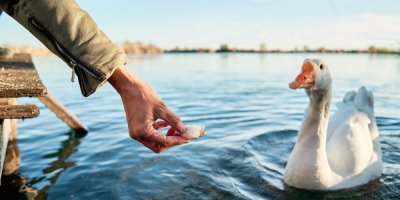Ruka podávající kousek chleba huse plovoucí na vodě