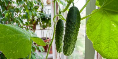 Okurky pěstované na balkoně