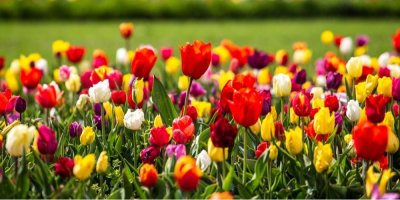 Různobarevné tulipány v záhonu