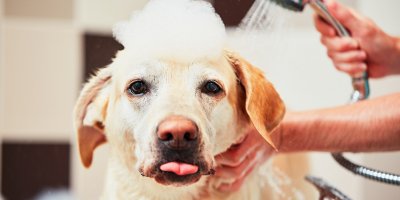 Člověk umývá a šamponuje psa 