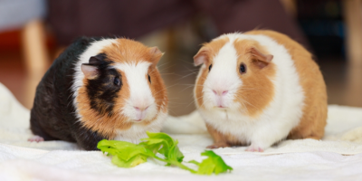 Dvě morčata a před nimi zelený list