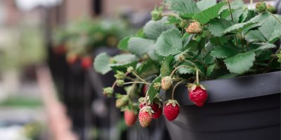 Jahody v květináči na balkóně