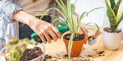 Žena nalévá kupované hnojivo na pokojovou rostlinu
