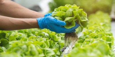 Ruce v modrých rukavicích držící salát 