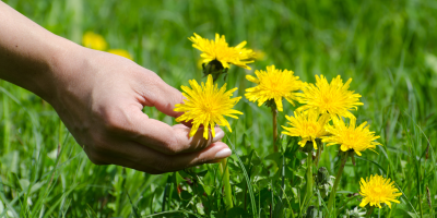 Záběr na ruku trhající pampelišky