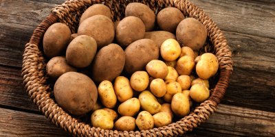 Dvě různé odrůdy brambor v košíku