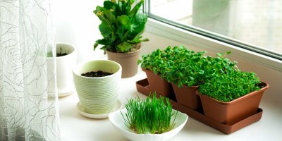 Bylinky na parapetu