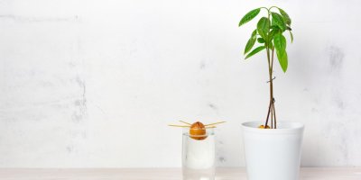 Pecka avokáda ve vodě a rostlina avokáda zasazená v květináči