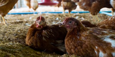 Slepice chované na podestýlce