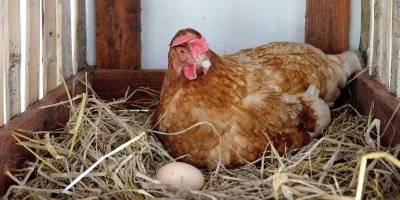 Slepice v kurníku a vajíčko