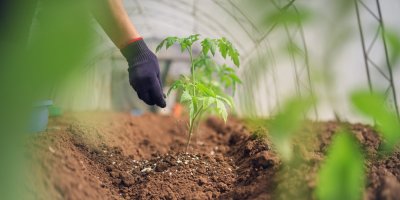 Ruka sype ve skleníku škrob kolem sazeničky rajčat