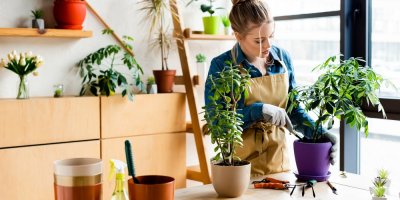 Žena doma přesazuje rostliny