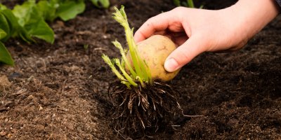 Člověk sází naklíčenou bramboru do záhonu