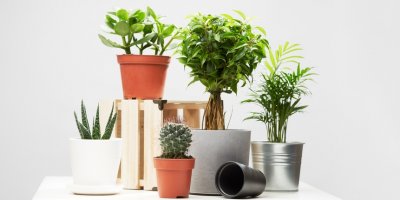 Několik pokojových rostlin vedle sebe v květináčích