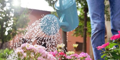 Zalévání květin zahradní konvicí