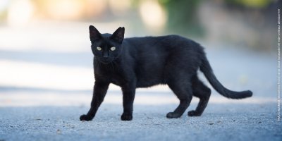 Černá kočka 