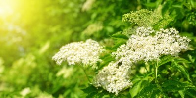 Bohatá květenství černého bezu na keři v přírodě