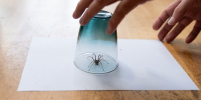 Pavouk chycený pod sklenicí