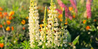 Kvetoucí rostlina lupina