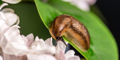 Slimák na listu rozkvetlé květiny