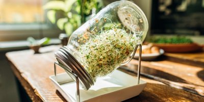 Sklenice na klíčení plná zelených klíčků